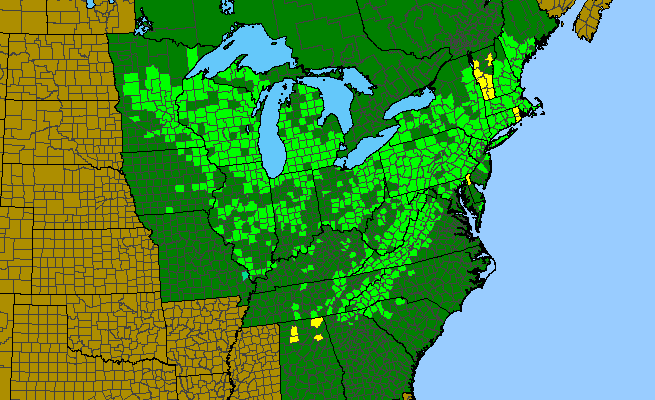 The range of Asclepias exaltata